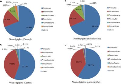 Fecal Microbiota and Its Correlation With Fatty Acids and Free Amino Acids Metabolism in Piglets After a Lactobacillus Strain Oral Administration